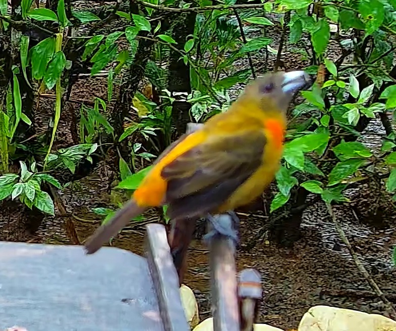 Flame-rumped Tanager
