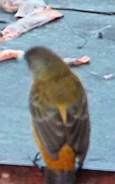 Chestnut-bellied Euphonia