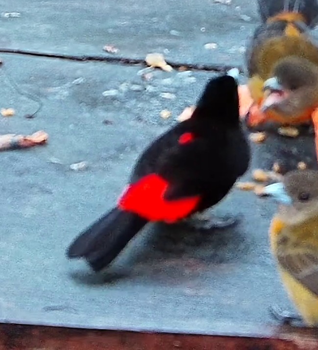Flame-rumped Tanager