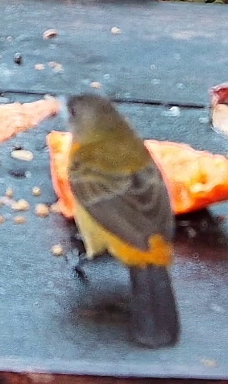 Chestnut-bellied Euphonia