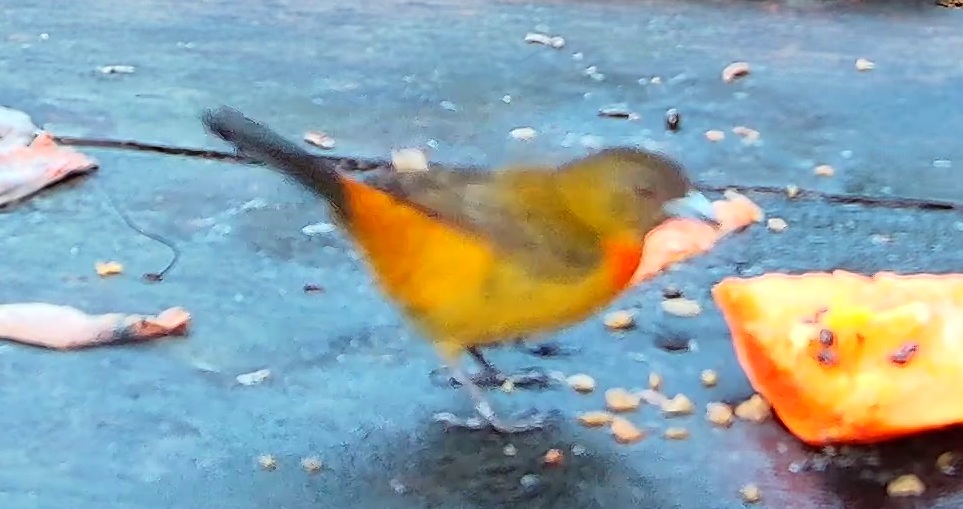 Flame-crested Tanager