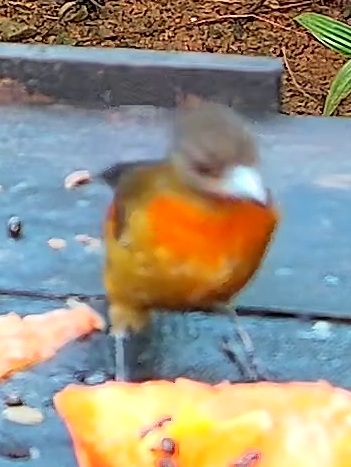 Flame-rumped Tanager