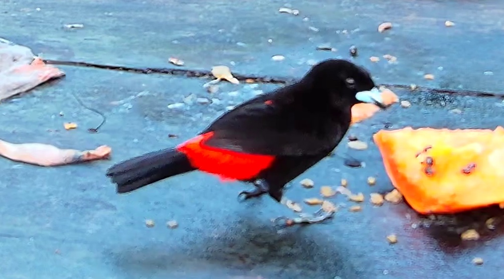 Scarlet-rumped Tanager