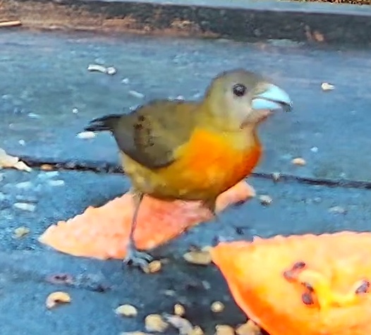 Flame-rumped Tanager