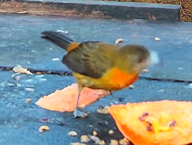 Flame-crested Tanager