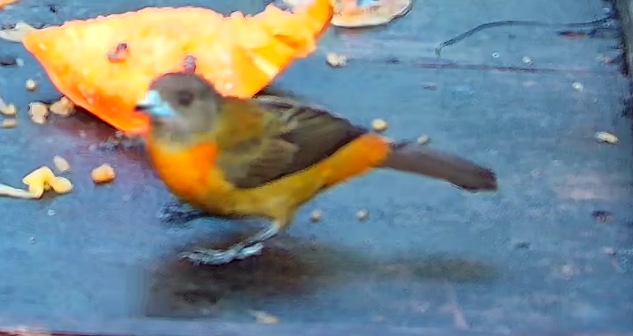 Flame-crested Tanager