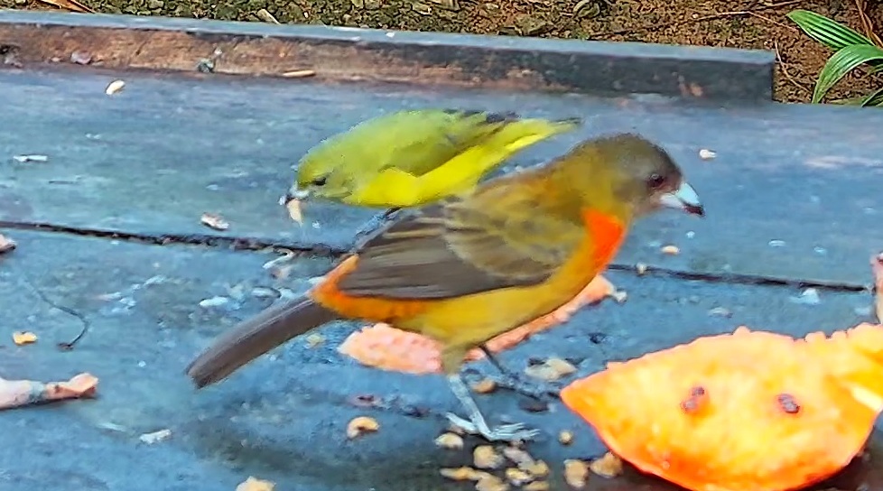 Flame-rumped Tanager