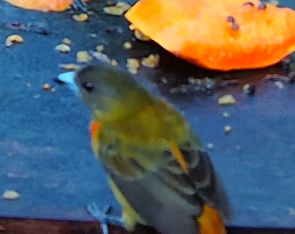 Flame-rumped Tanager