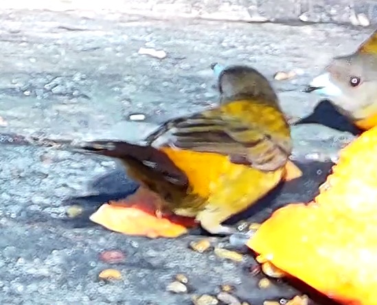 Palm tanager