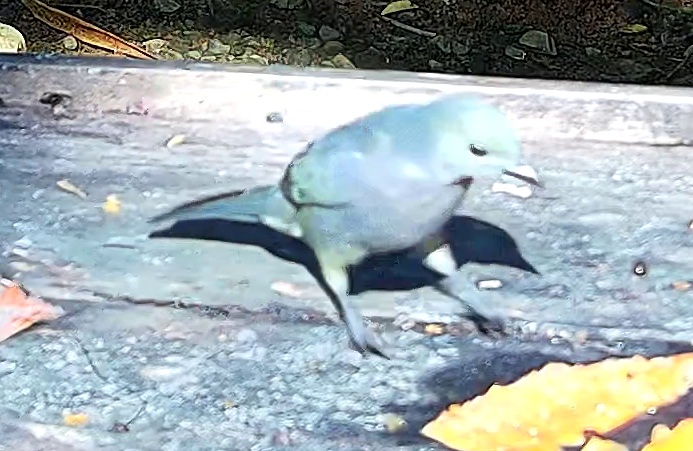 Blue-gray Tanager
