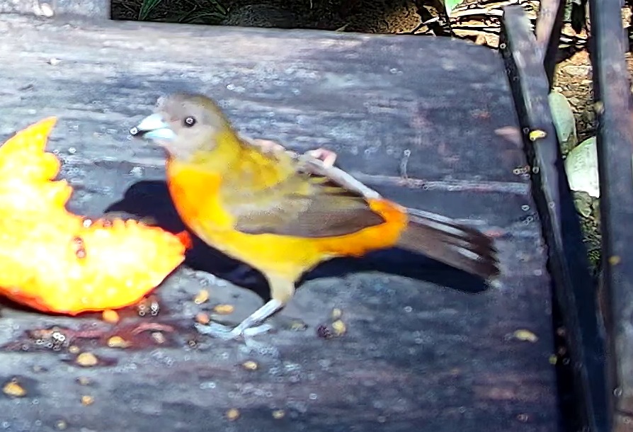 Flame-rumped Tanager