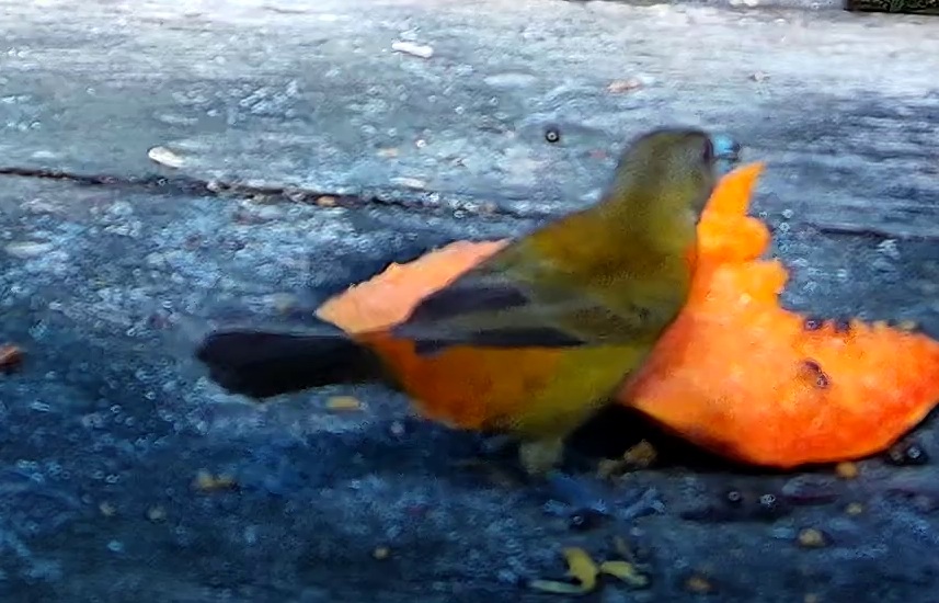 Palm tanager