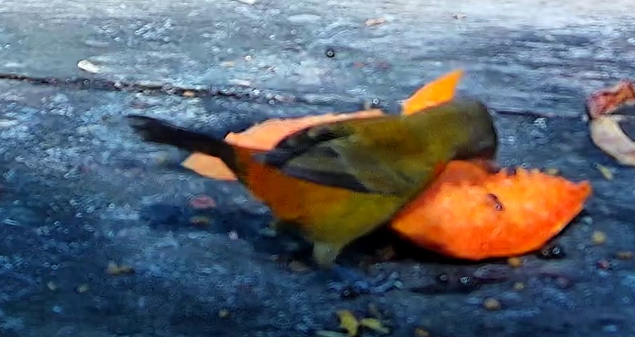 Palm Tanager
