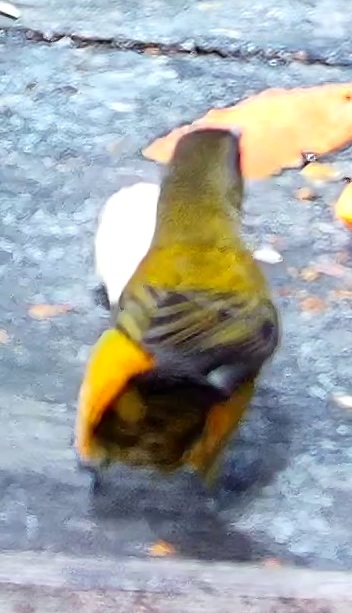 Flame-rumped Tanager