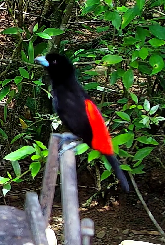 Scarlet-rumped Tanager