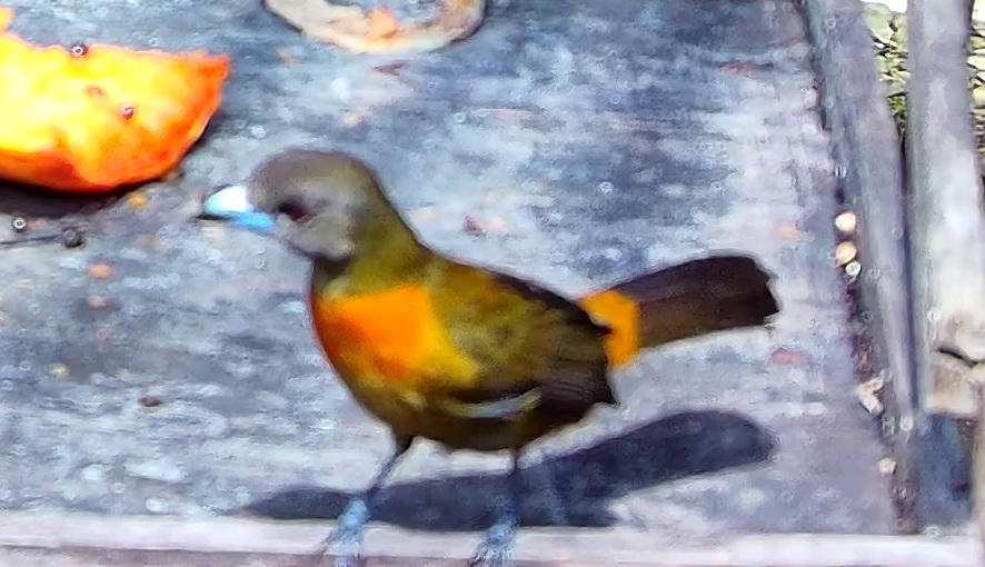 Flame-rumped Tanager