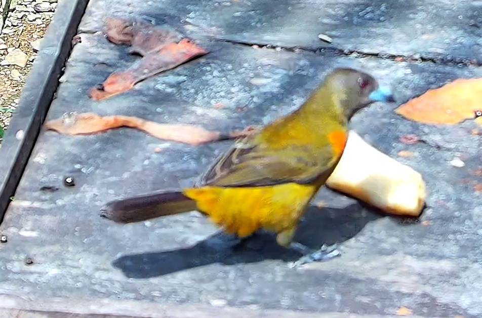 Flame-rumped Tanager
