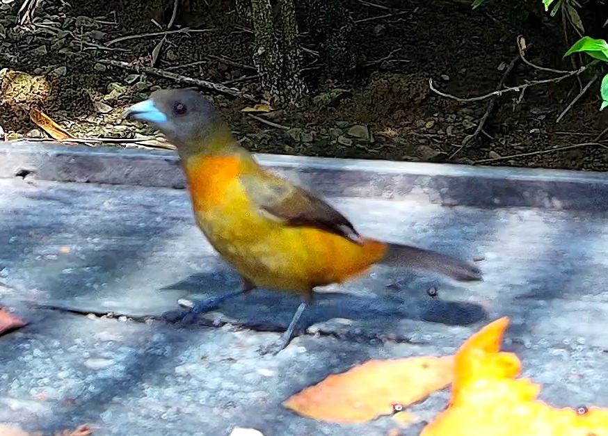 Flame-rumped Tanager