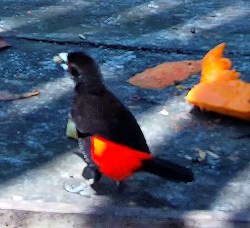 Flame-rumped Tanager