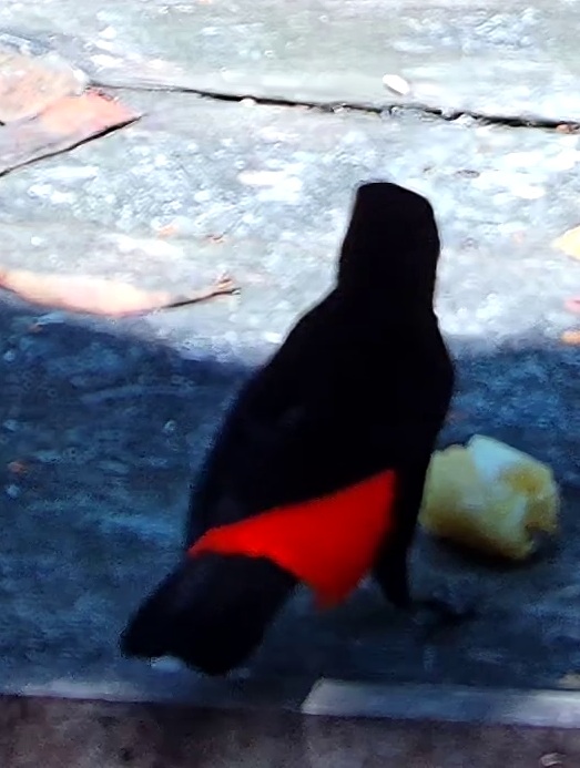 Scarlet-rumped Tanager