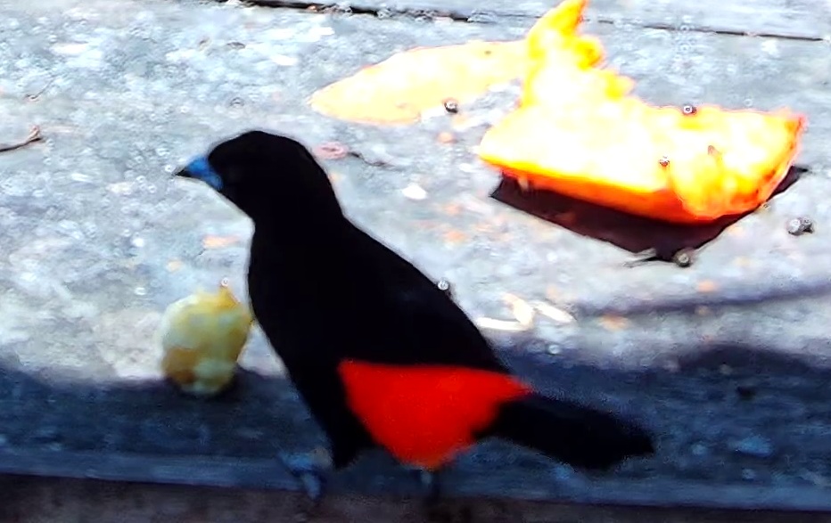 Scarlet-rumped Tanager