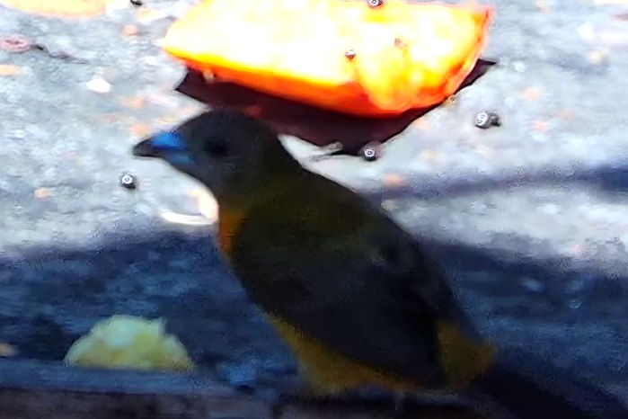 Flame-rumped Tanager