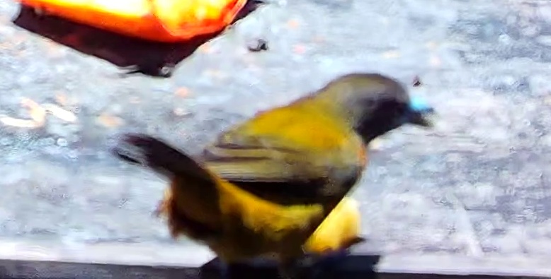 Flame-rumped Tanager