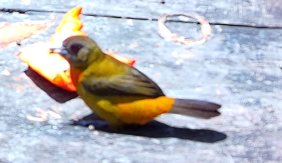 Flame-rumped Tanager