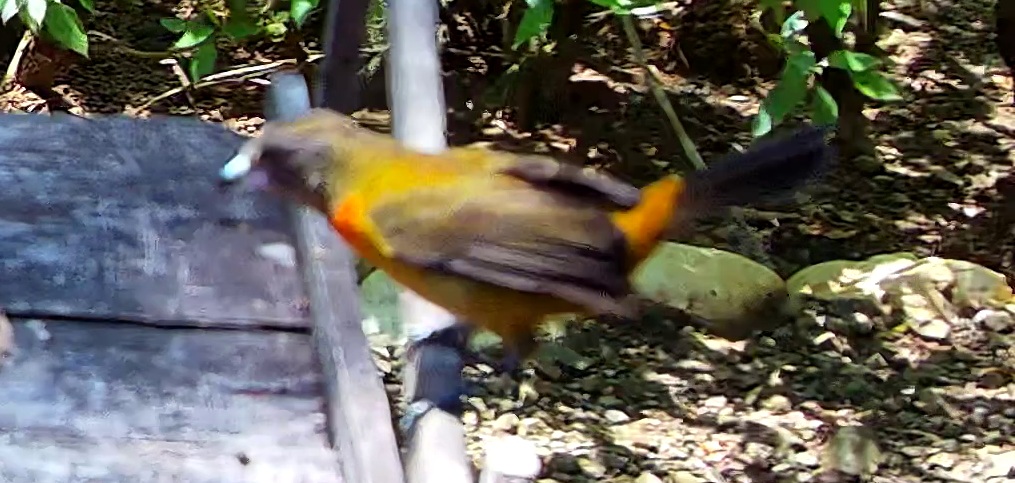 Flame-rumped Tanager