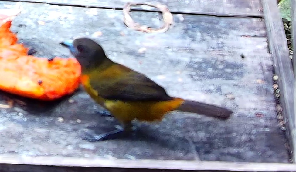 Flame-rumped Tanager