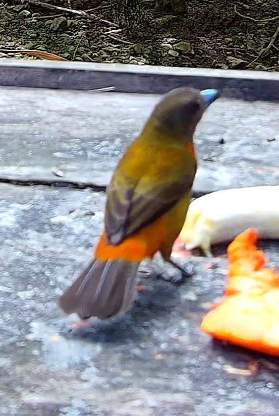 Flame-rumped Tanager