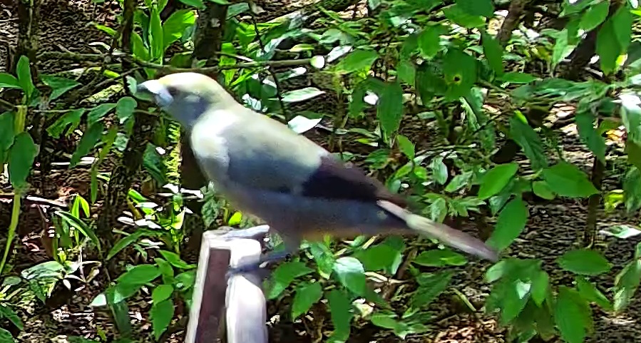 Blue-gray Tanager