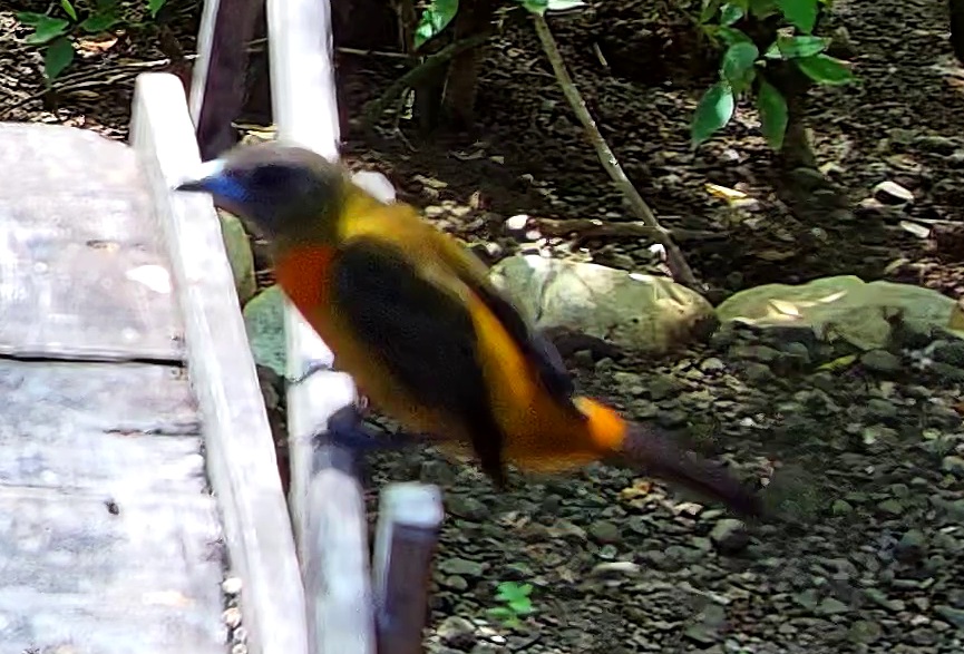 Crimson-collared Tanager