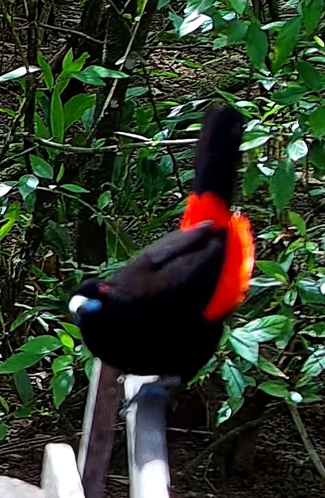 Flame-rumped Tanager