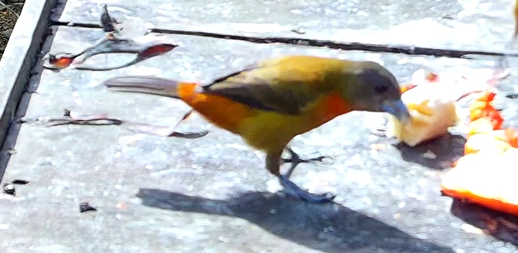 Flame-rumped Tanager