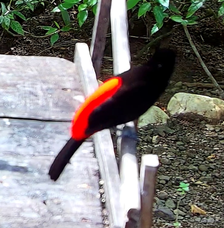 Scarlet-rumped Tanager