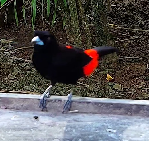 Scarlet-rumped Tanager