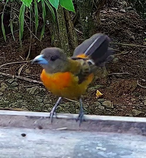 Flame-rumped Tanager