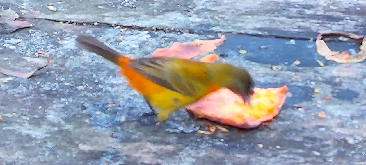 Olive-backed Tanager