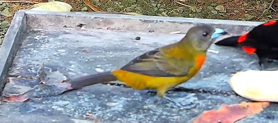 Flame-rumped Tanager