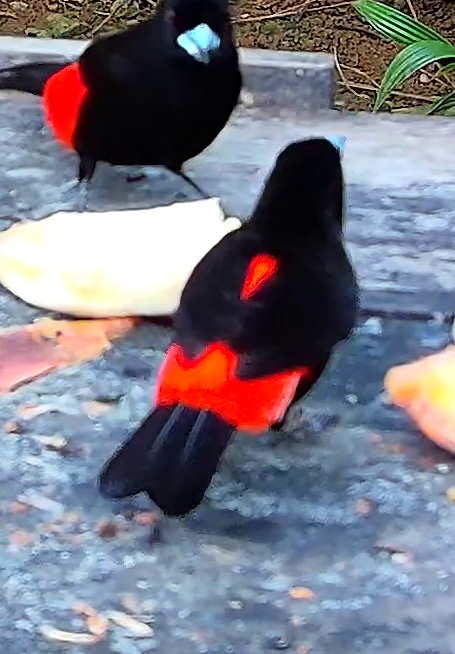 Flame-rumped Tanager