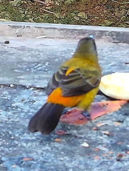 Flame-rumped Tanager