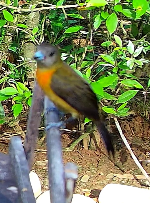 Passerini's Tanager