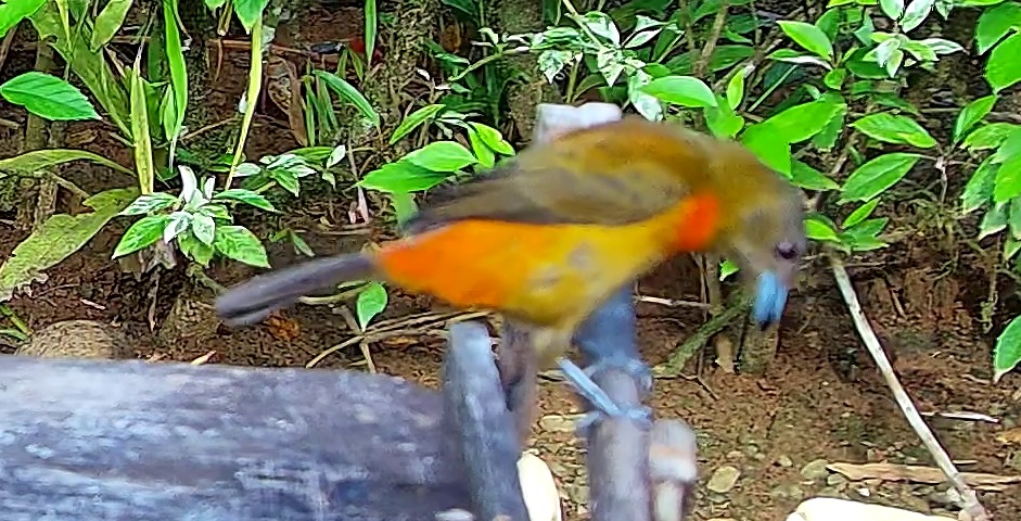 Orange-headed tanager