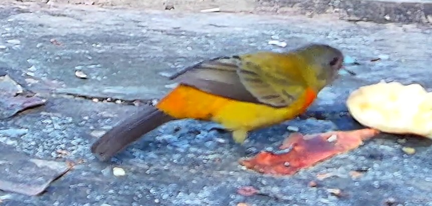 Crimson-backed Tanager