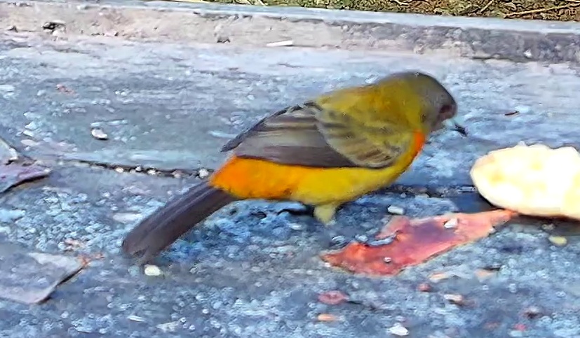 Flame-rumped Tanager