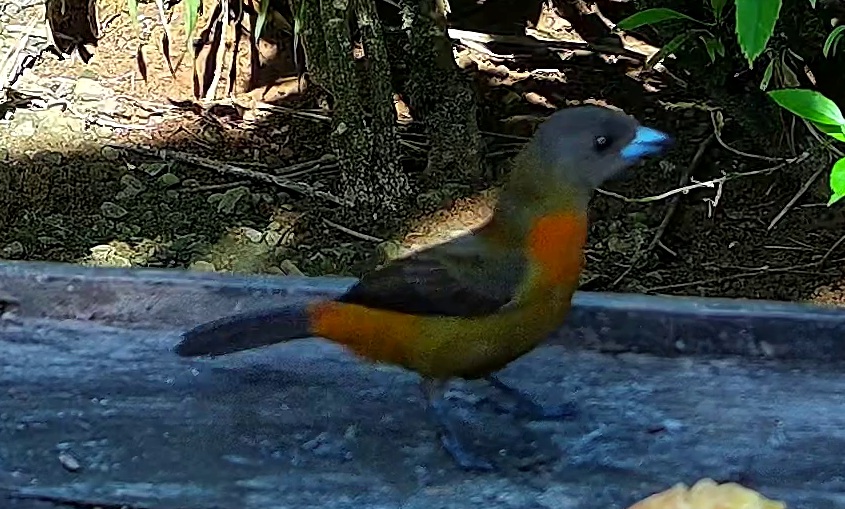 Flame-rumped Tanager