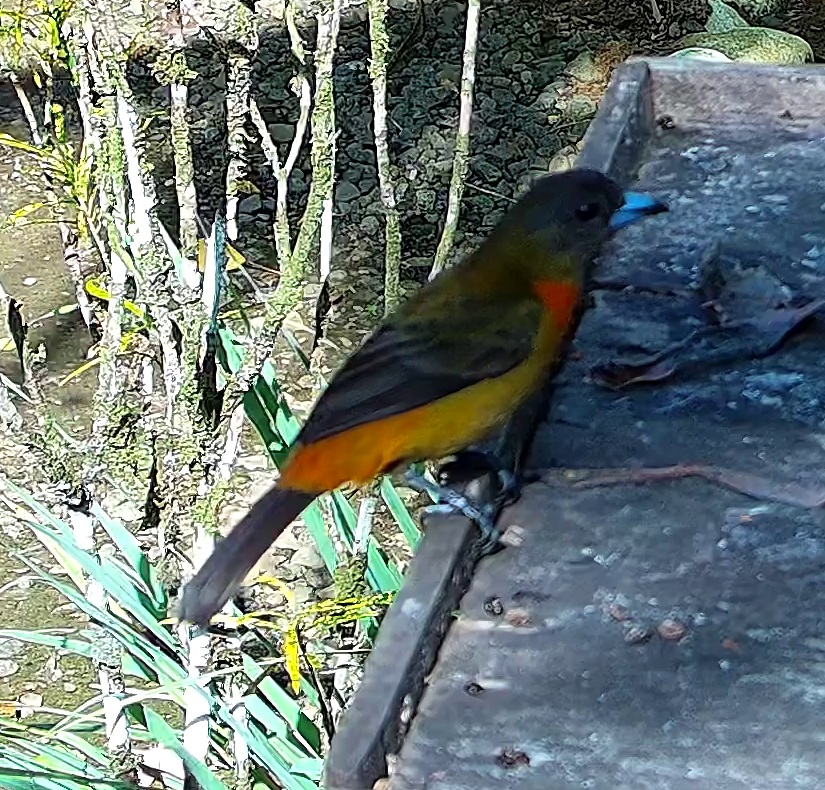 Flame-rumped Tanager