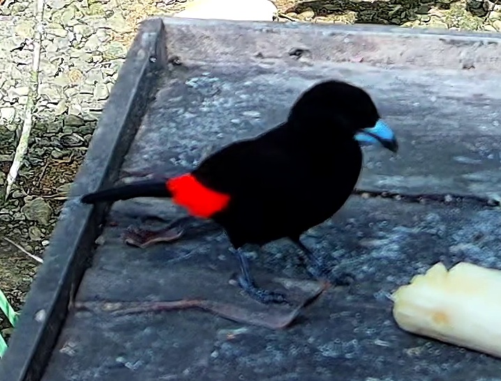 Flame-rumped Tanager