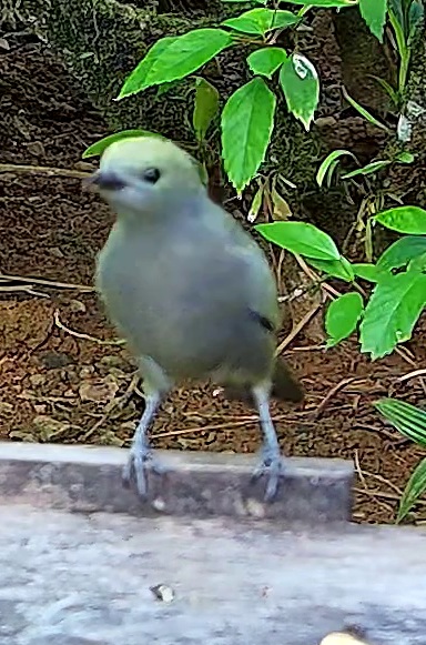 Blue-gray Tanager